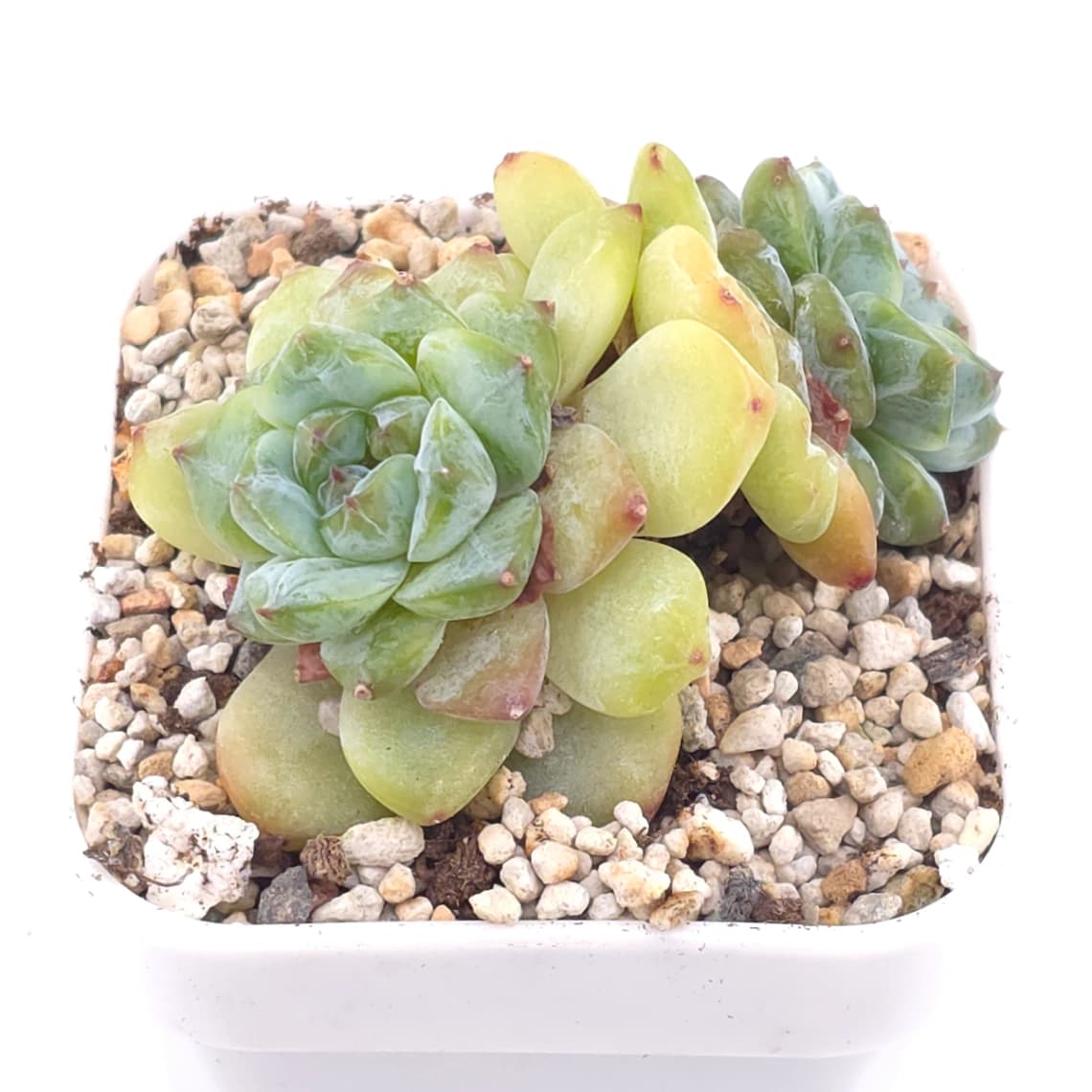 Echeveria ‘Ice Soul’ | 冰魄 - View 1
