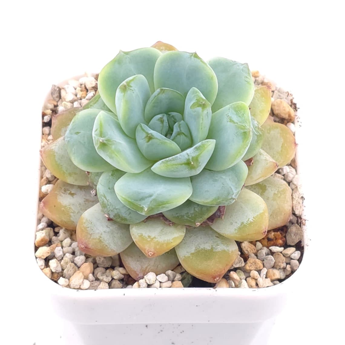 Echeveria ‘Ice Soul’ | 冰魄 - View 1