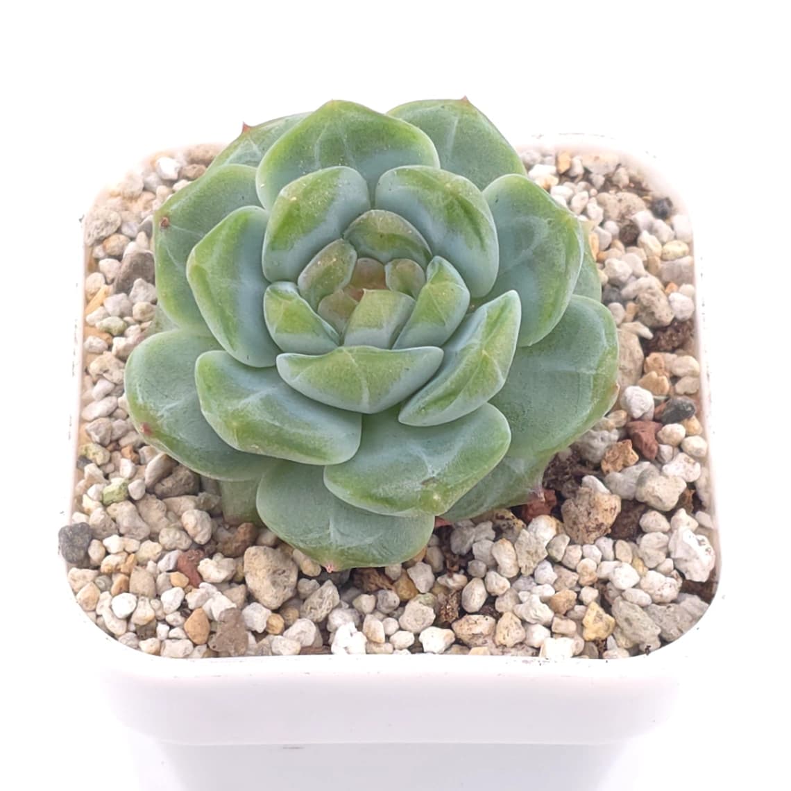 Echeveria ‘Ice Soul’ | 冰魄 - View 1