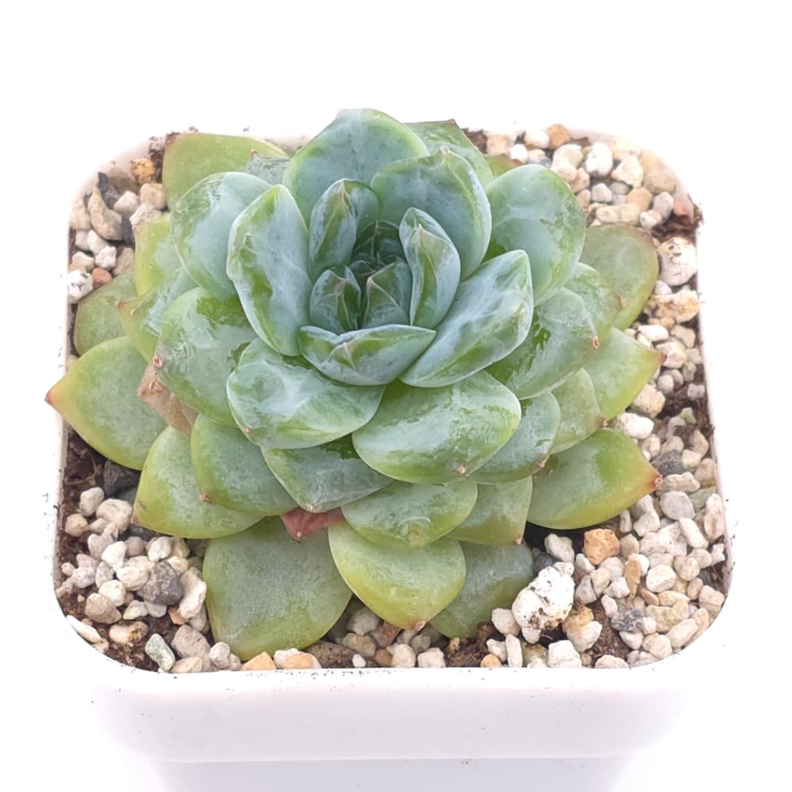 Echeveria ‘Ice Soul’ | 冰魄 - View 1