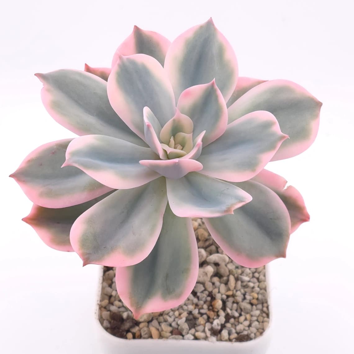 Echeveria ‘Imbricata’ variegated | 七福神錦 - View 1