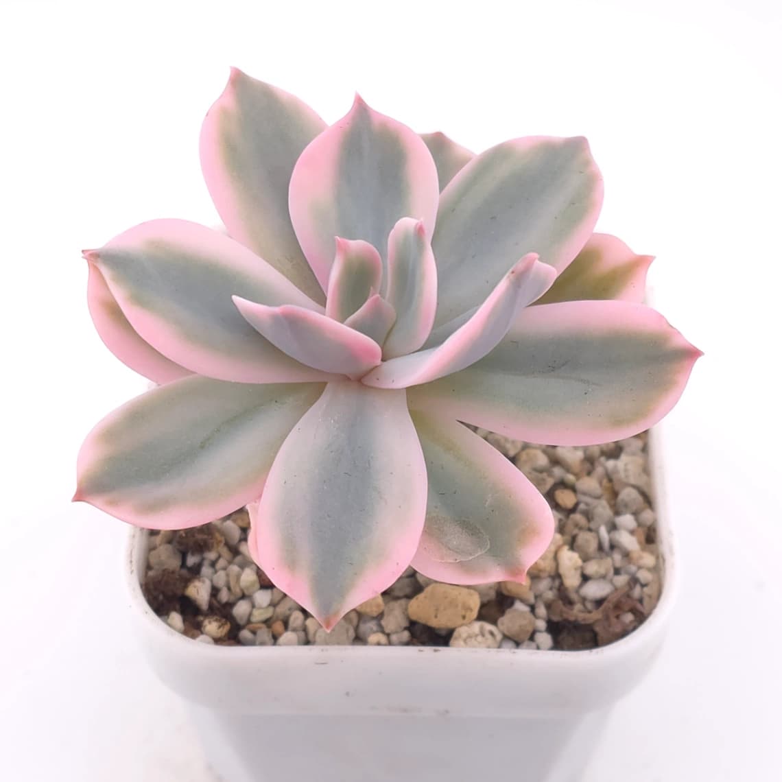 Echeveria ‘Imbricata’ variegated | 七福神錦 - View 1