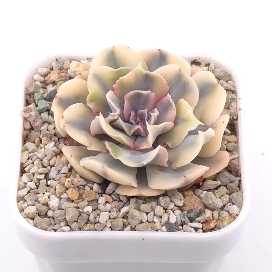 Echeveria ‘Liberia’ variegated | 利比亞錦 - View 1