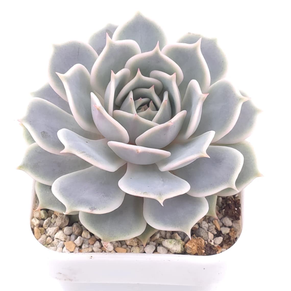 Echeveria ‘Lola’ | 露娜蓮 - View 1