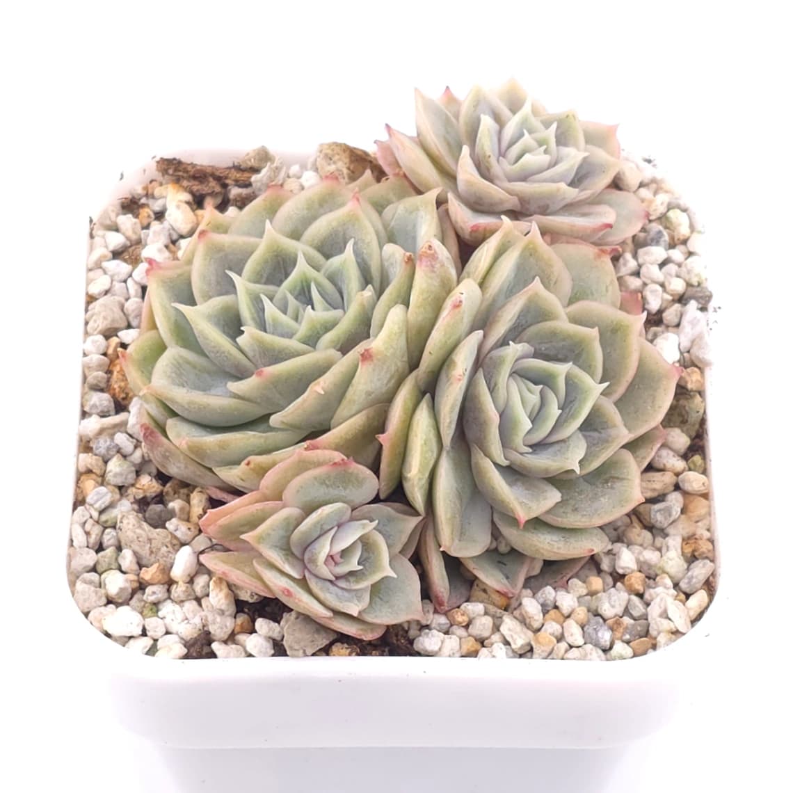 Echeveria ‘Onslow’ | 昂斯諾 - View 1