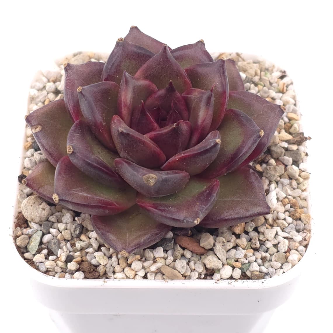 Echeveria ‘Profusion Rose’ | 豐沛玫瑰 - View 1
