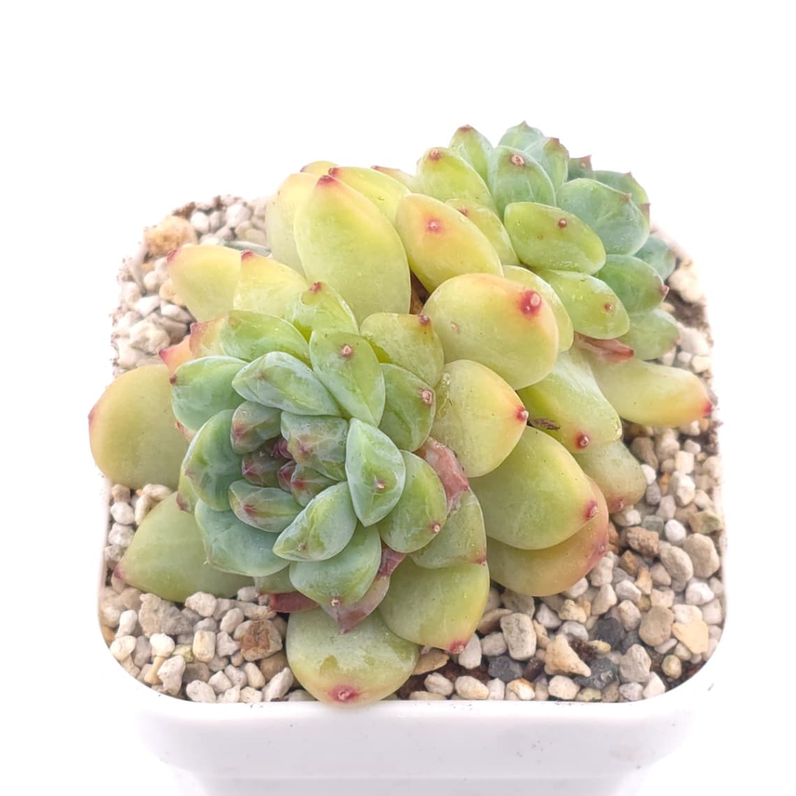 Echeveria spp. | 石蓮雜 - View 1