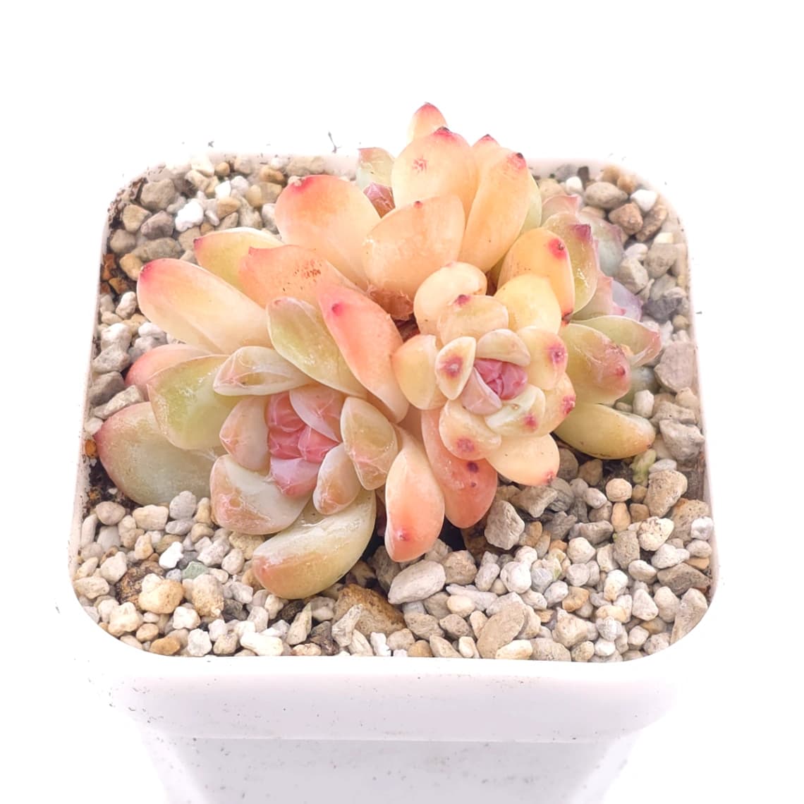 Echeveria ‘Star Snow’ | 星雪 - View 1