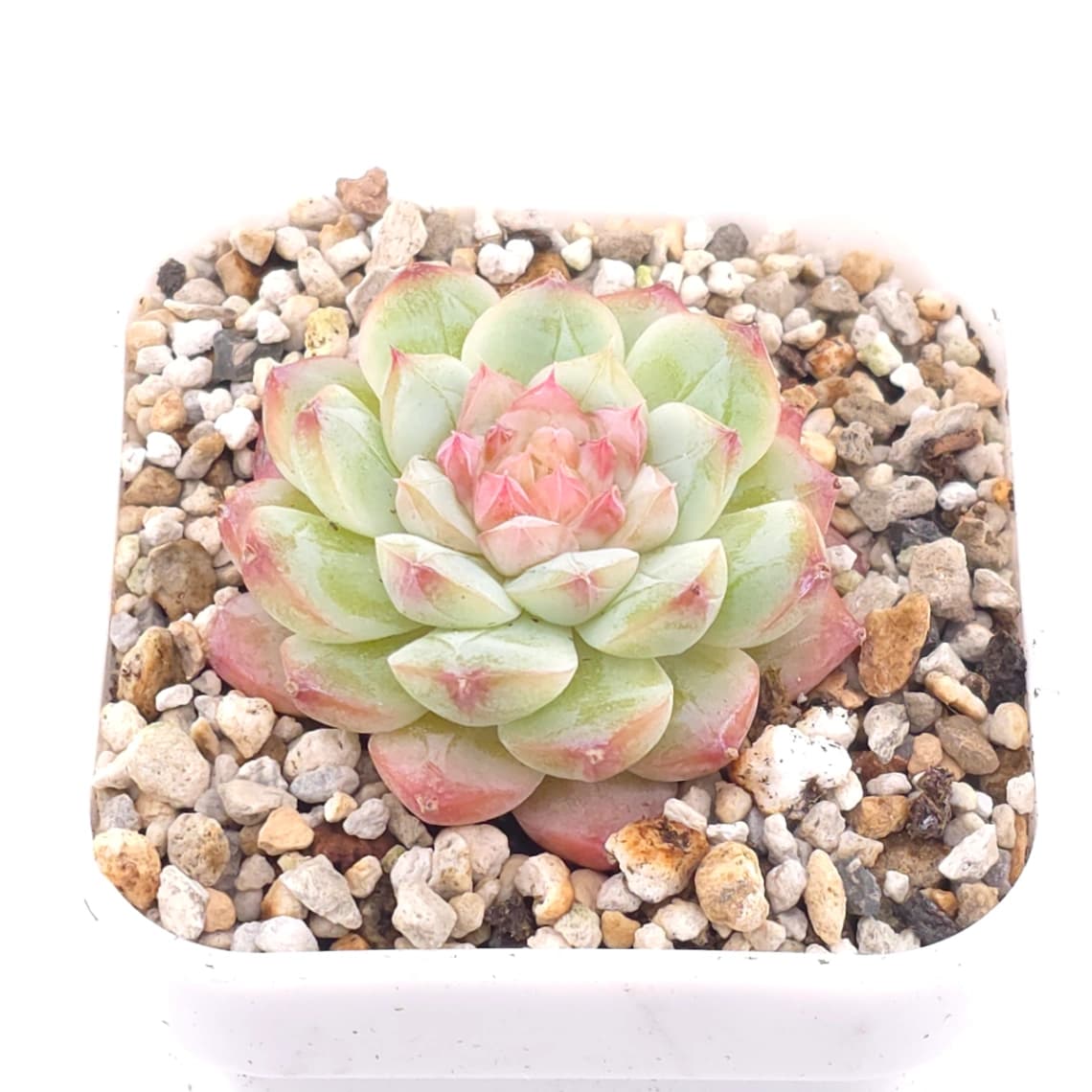 Echeveria ‘Mittal’ | 米塔爾 - View 1