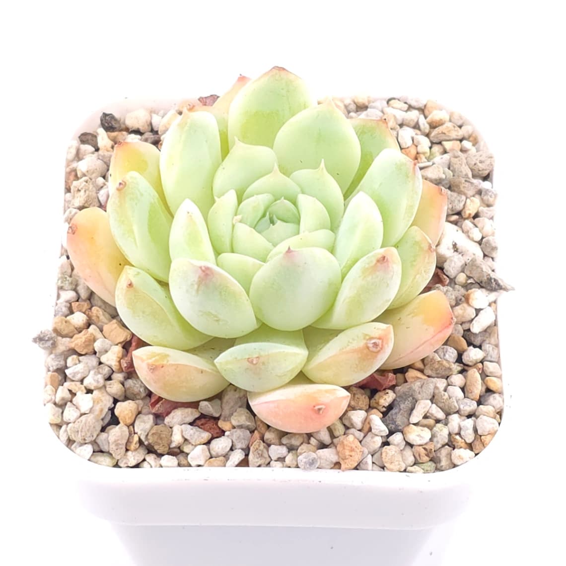 Echeveria elegans ‘Alba’ | 白月影 - View 1
