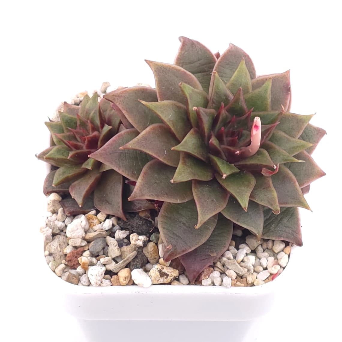 Echeveria ‘Dionysus' | 酒神 - View 1