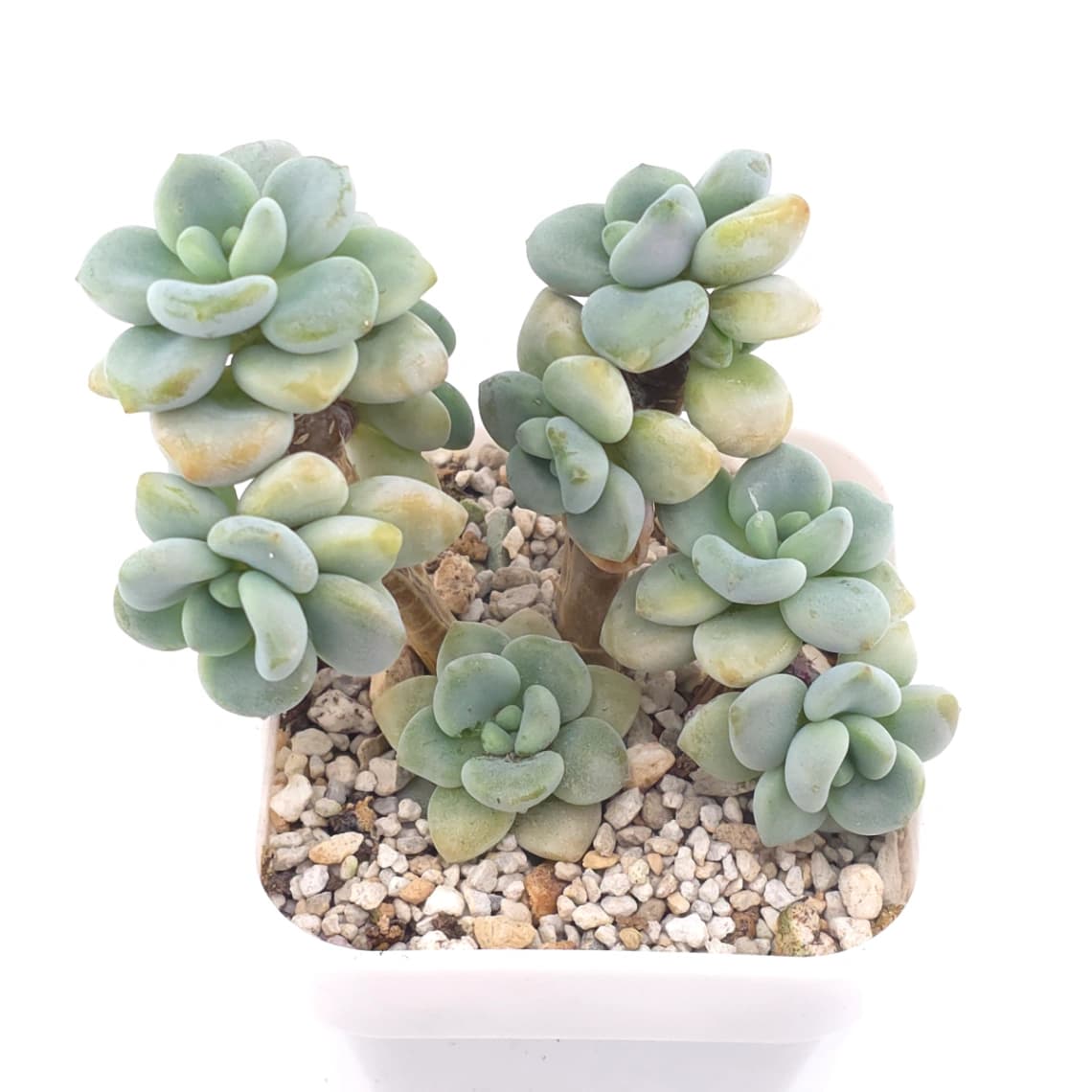 Graptosedum ‘Miul / Luo Goddess’ | 洛神 - View 1