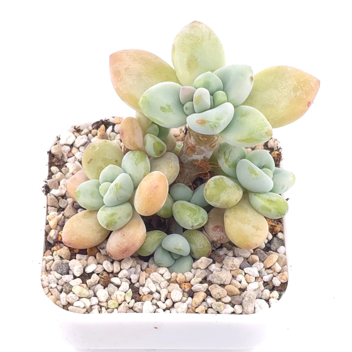 Graptosedum ‘Miul / Luo Goddess’ | 洛神 - View 1