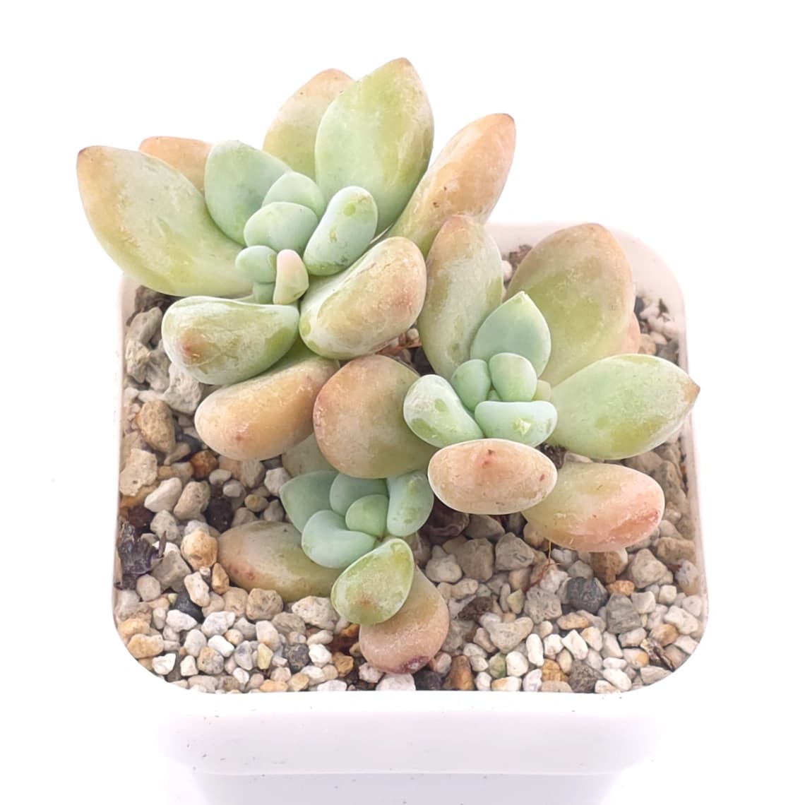 Graptosedum ‘Miul / Luo Goddess’ clustering | 洛神群