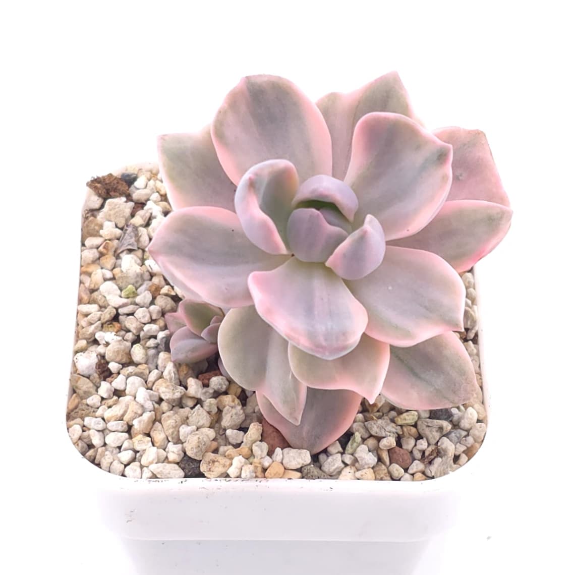 Graptoveria ‘Mrs Richard’ variegated | 彩虹糖錦 - View 1