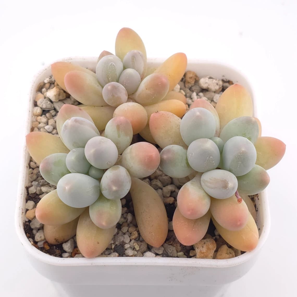 Pachyphytum 'Milk Beans' | 奶豆群 - View 1