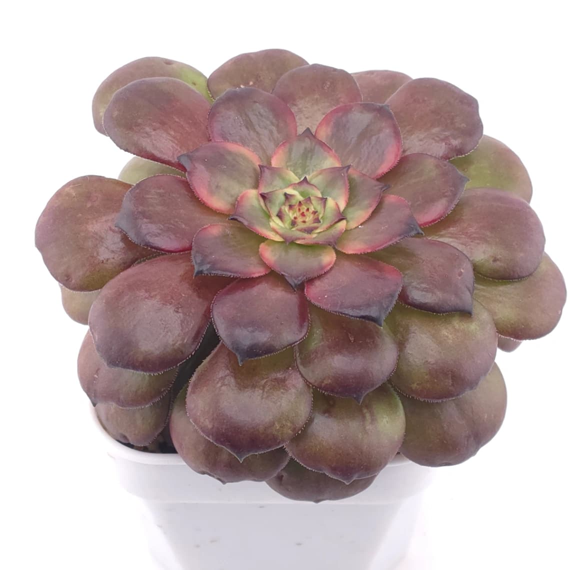 Aeonium ‘Rose Dusk’ | 玫暮