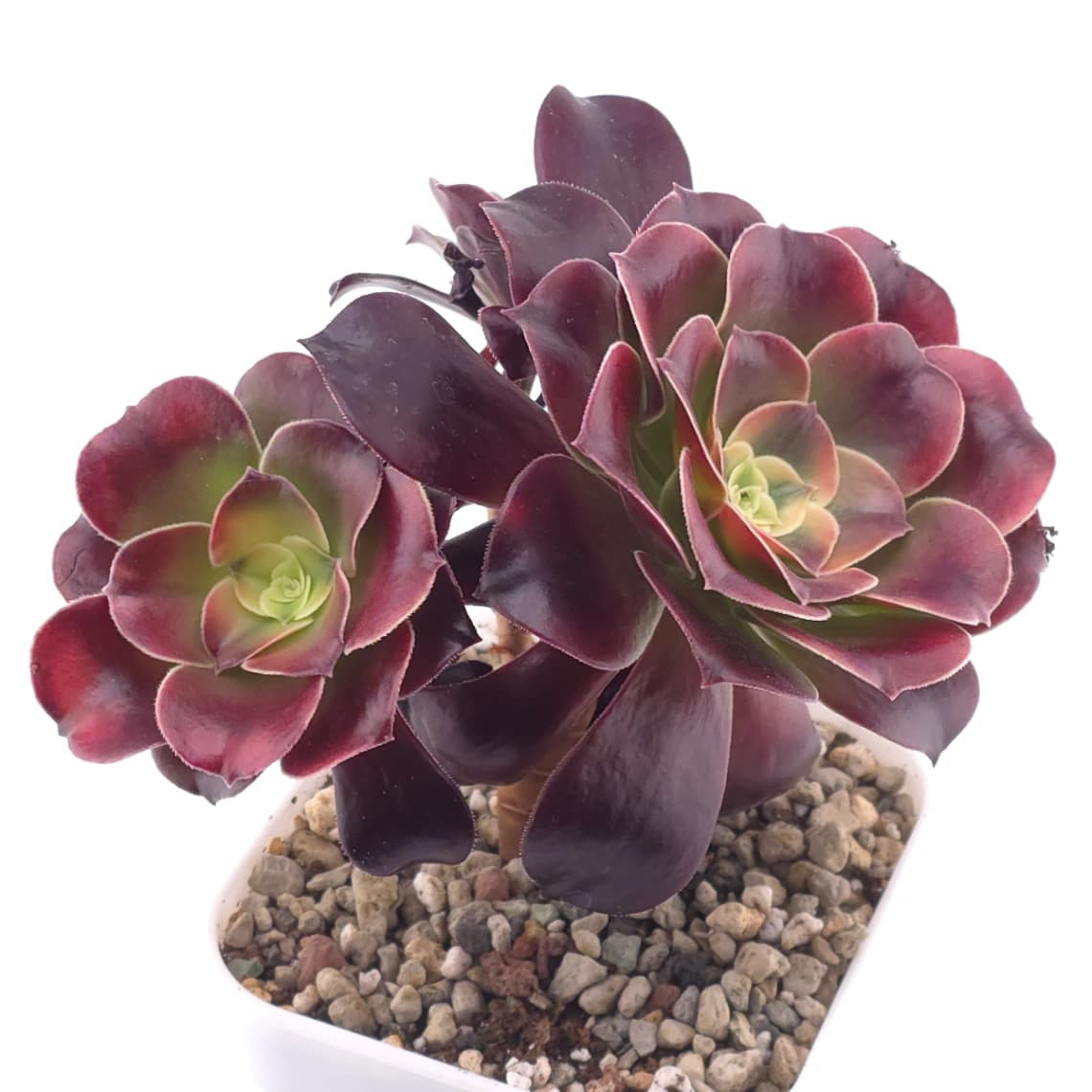 Aeonium ‘Chocolate Rose’ | 巧克力玫瑰