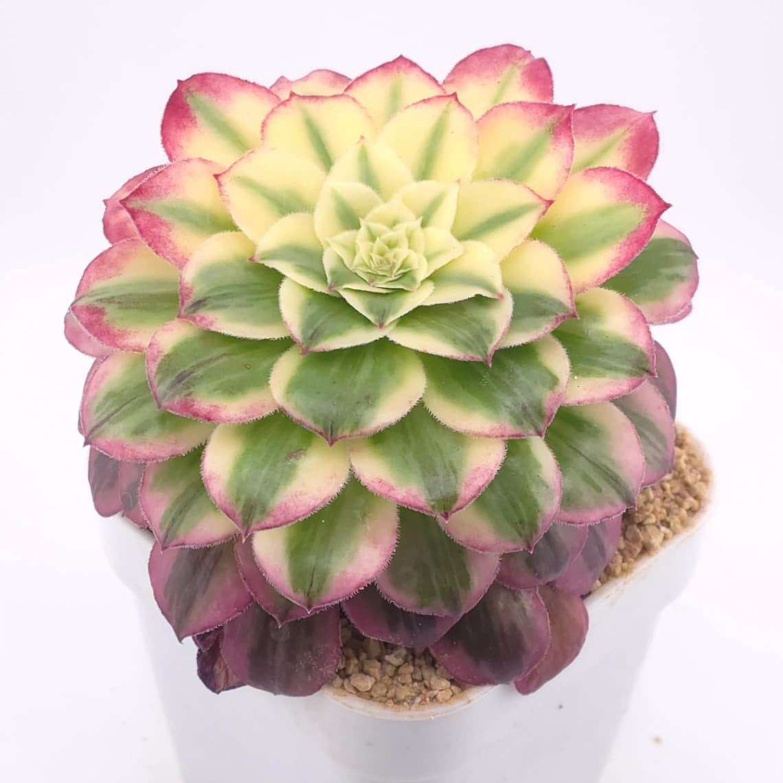 Aeonium 'Carnival' | 嘉年華 - View 1