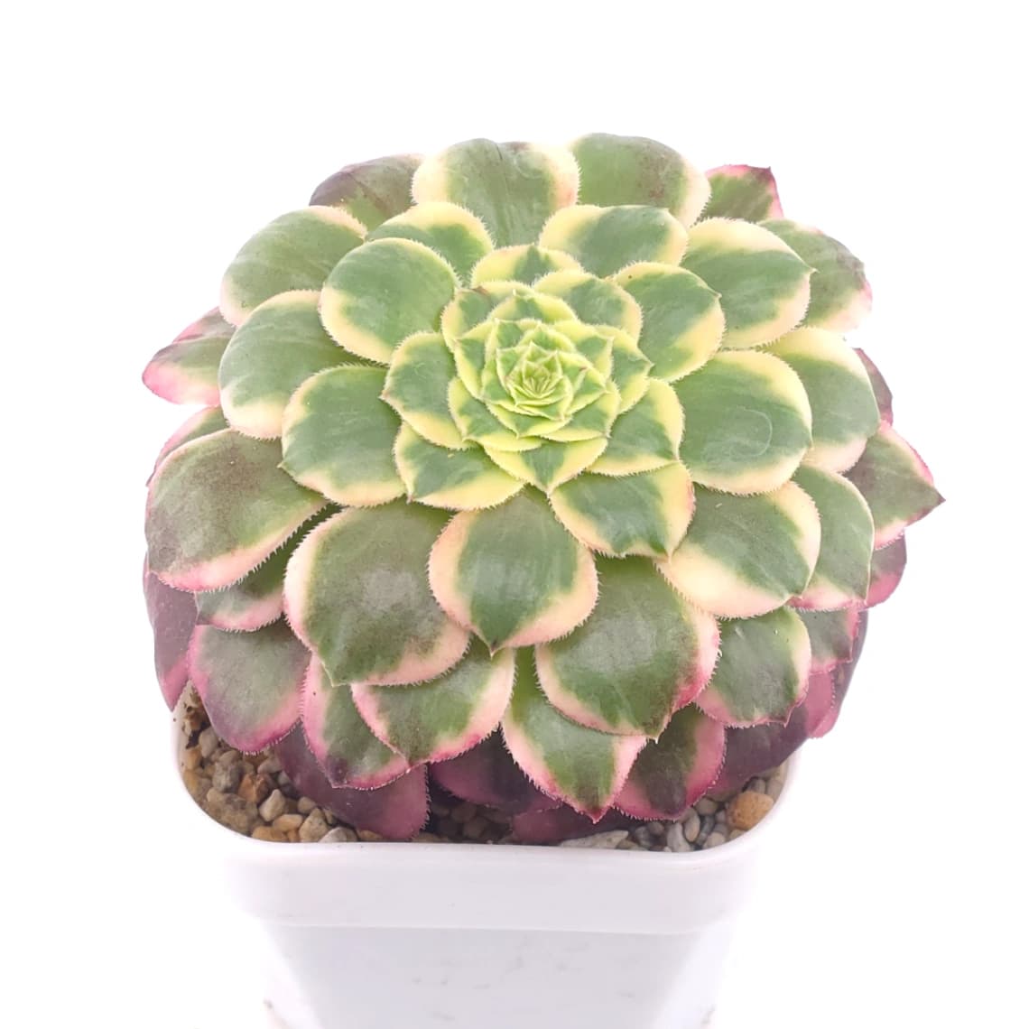 Aeonium 'Emerald Ice' | 翡翠冰 - View 1