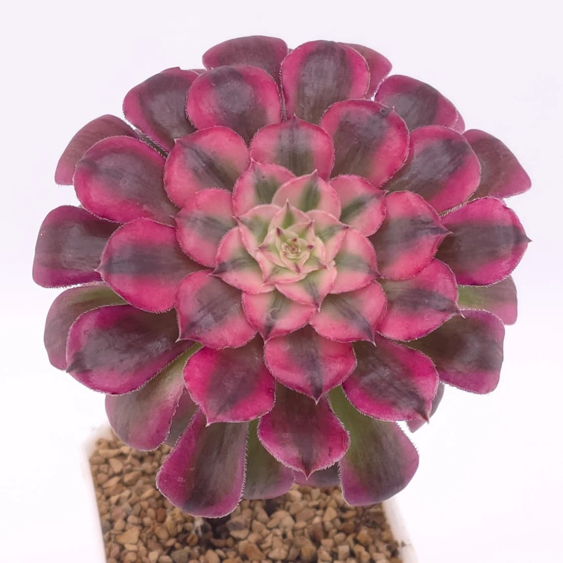 Aeonium ‘Medusa’ | 美杜莎法師 - View 1