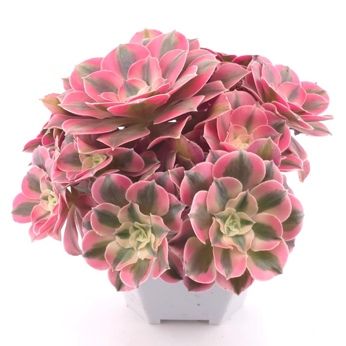 Aeonium ‘Pink Witch’ | 粉色女巫 - View 1