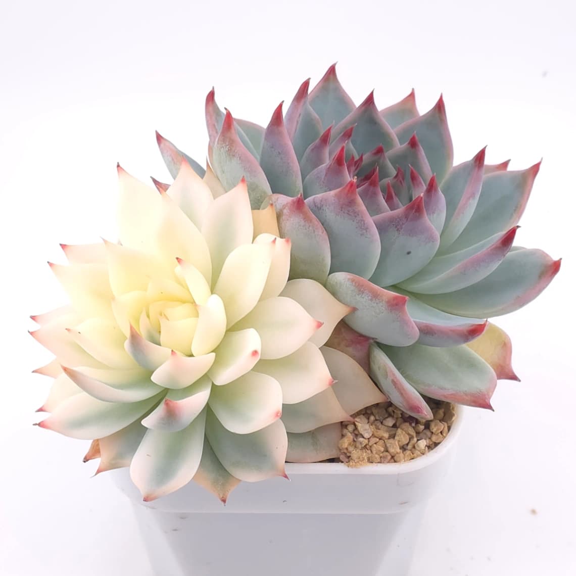 Echeveria chihuahuaensis variegated | 吉娃娃錦 - View 1