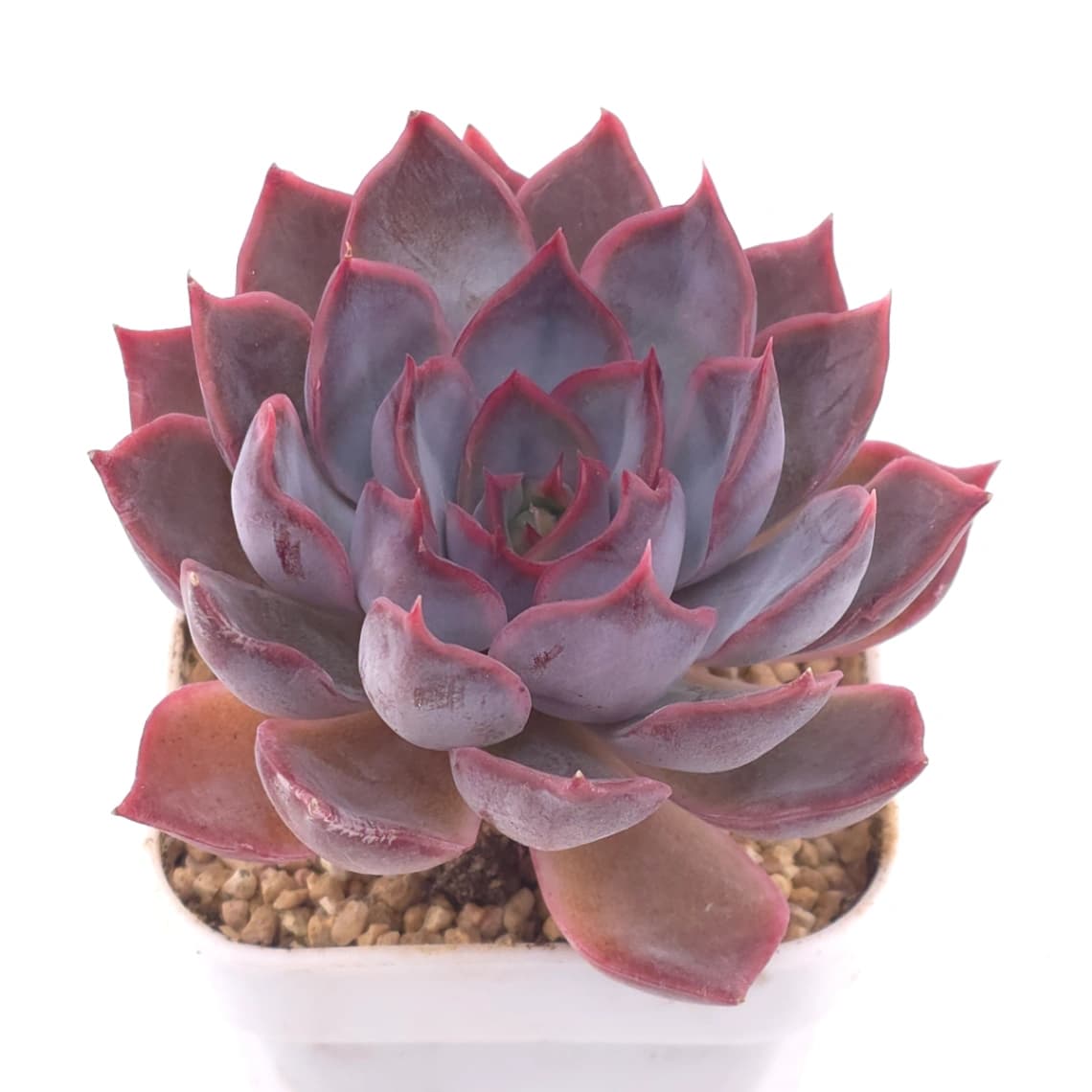 Echeveria ‘Dark Ice’ | 暗冰 - View 1