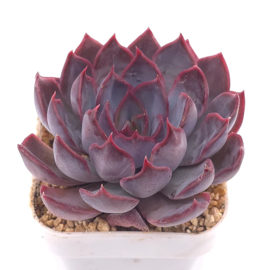 Echeveria ‘Dark Ice’ | 暗冰 - View 1