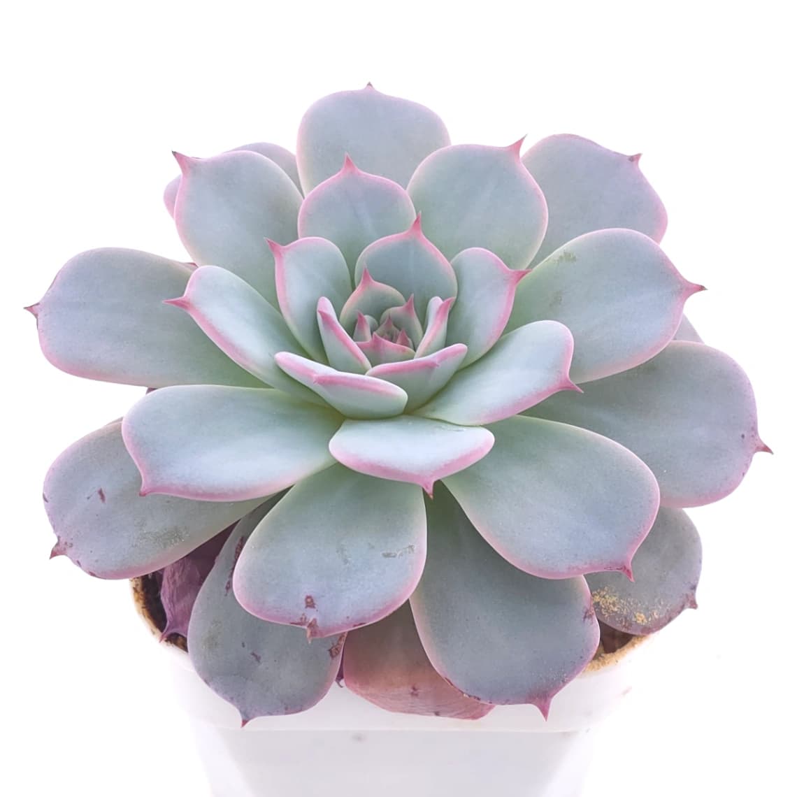 Echeveria ‘Laulensis’ | 勞倫斯 - View 1