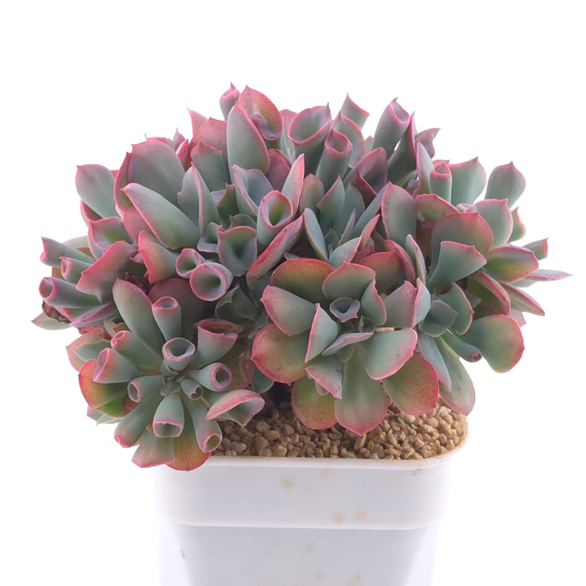 Echeveria ‘Magic Flute’ / ‘Trumpet Pinky’ | 魔笛 - View 1