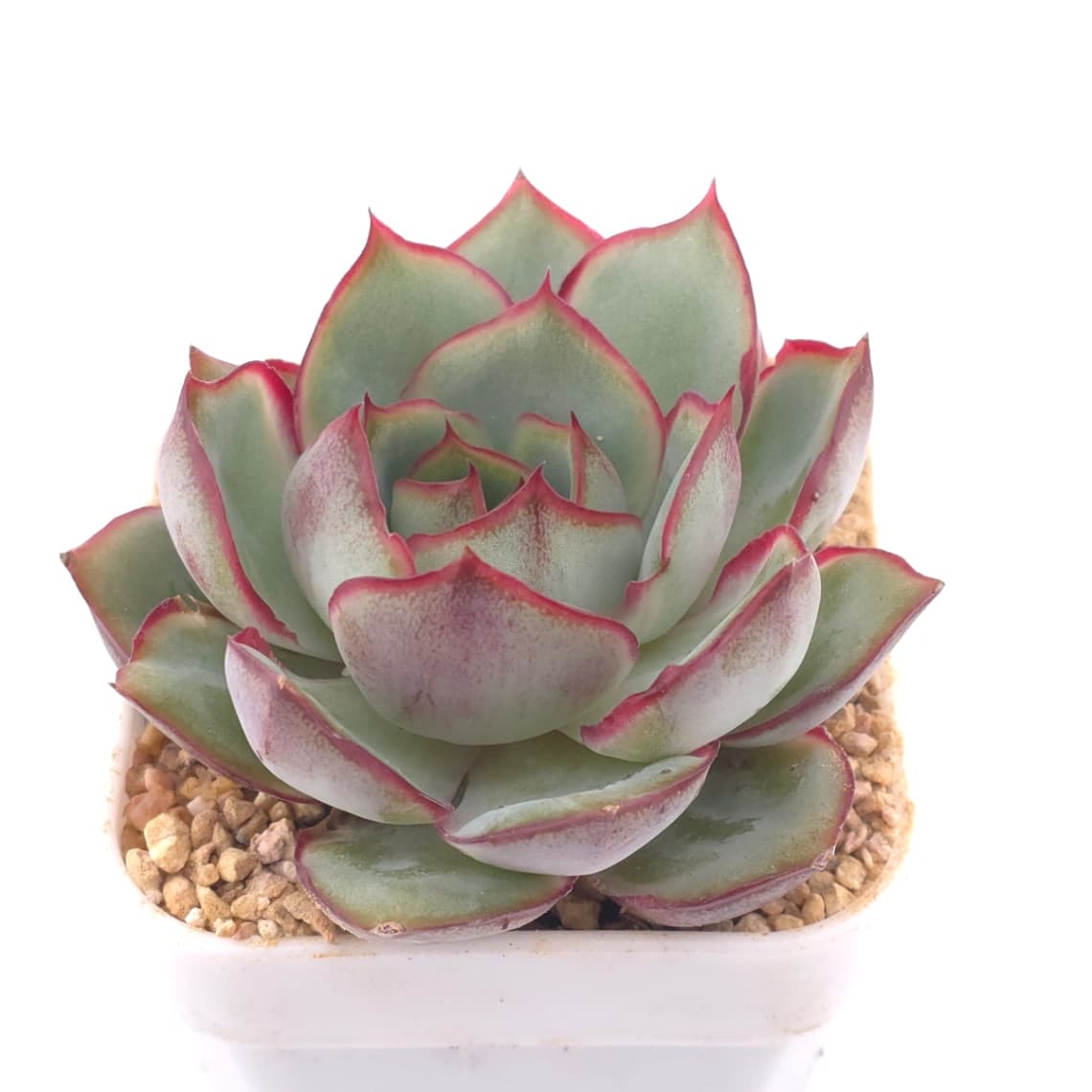 Echeveria ‘Moon Goddess’ | 月光女神 - View 1