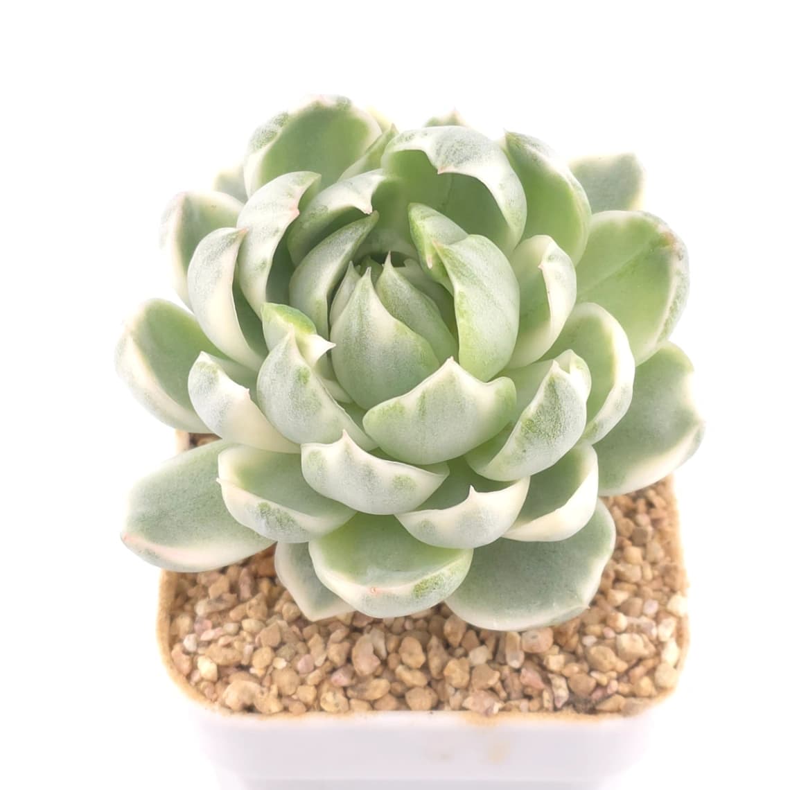 Echeveria elegans variegated | 白月影錦 - View 1