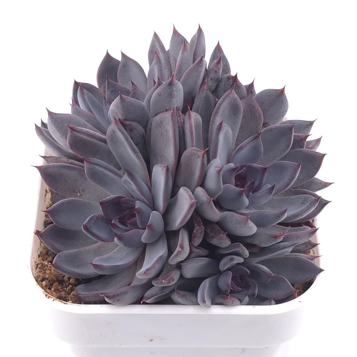 Echeveria 'Black Zaragoza' | 黑爪 - View 1