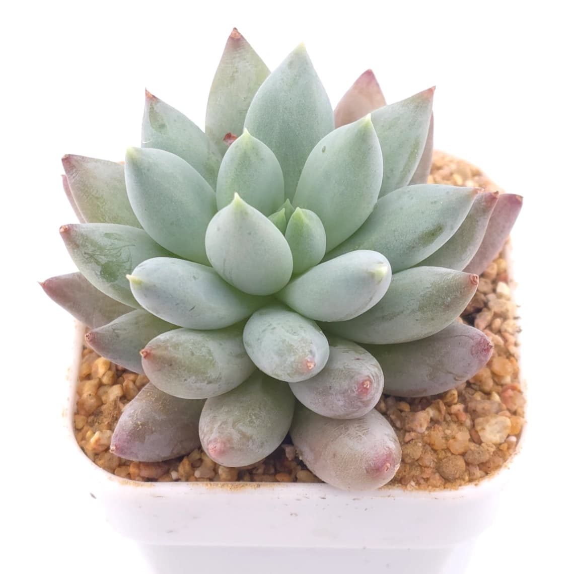 Pachyphytum ‘Angel's Finger’ | 所羅門 - View 1