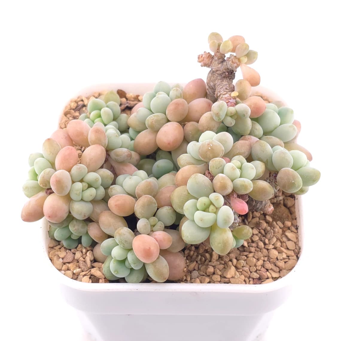 Graptosedum ‘Rococo’ | 洛可可