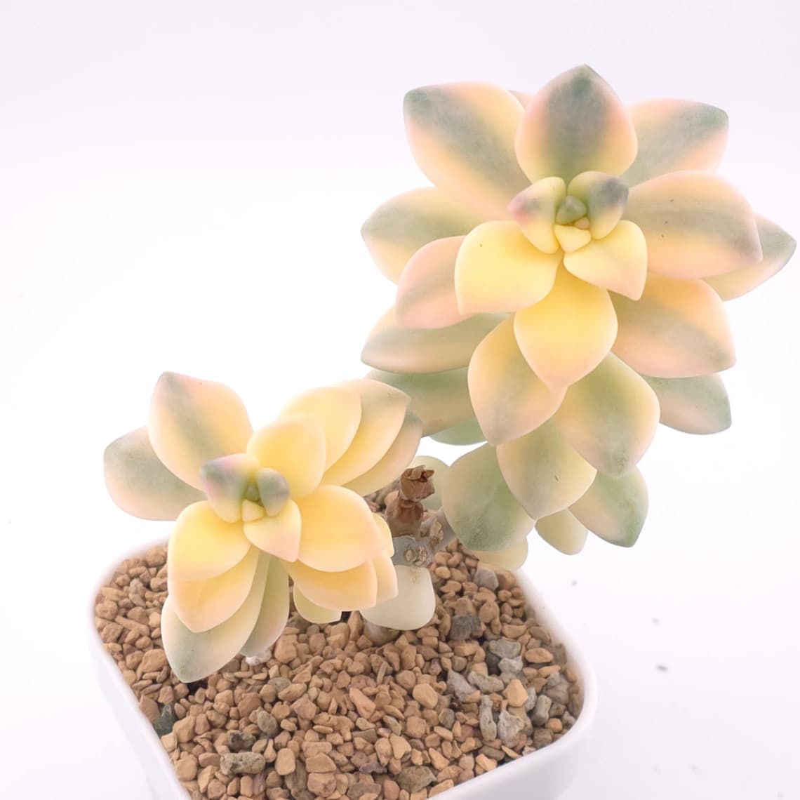 Graptoveria ‘Titubans’ / ‘Apricot Beauty’ variegated | 美杏錦