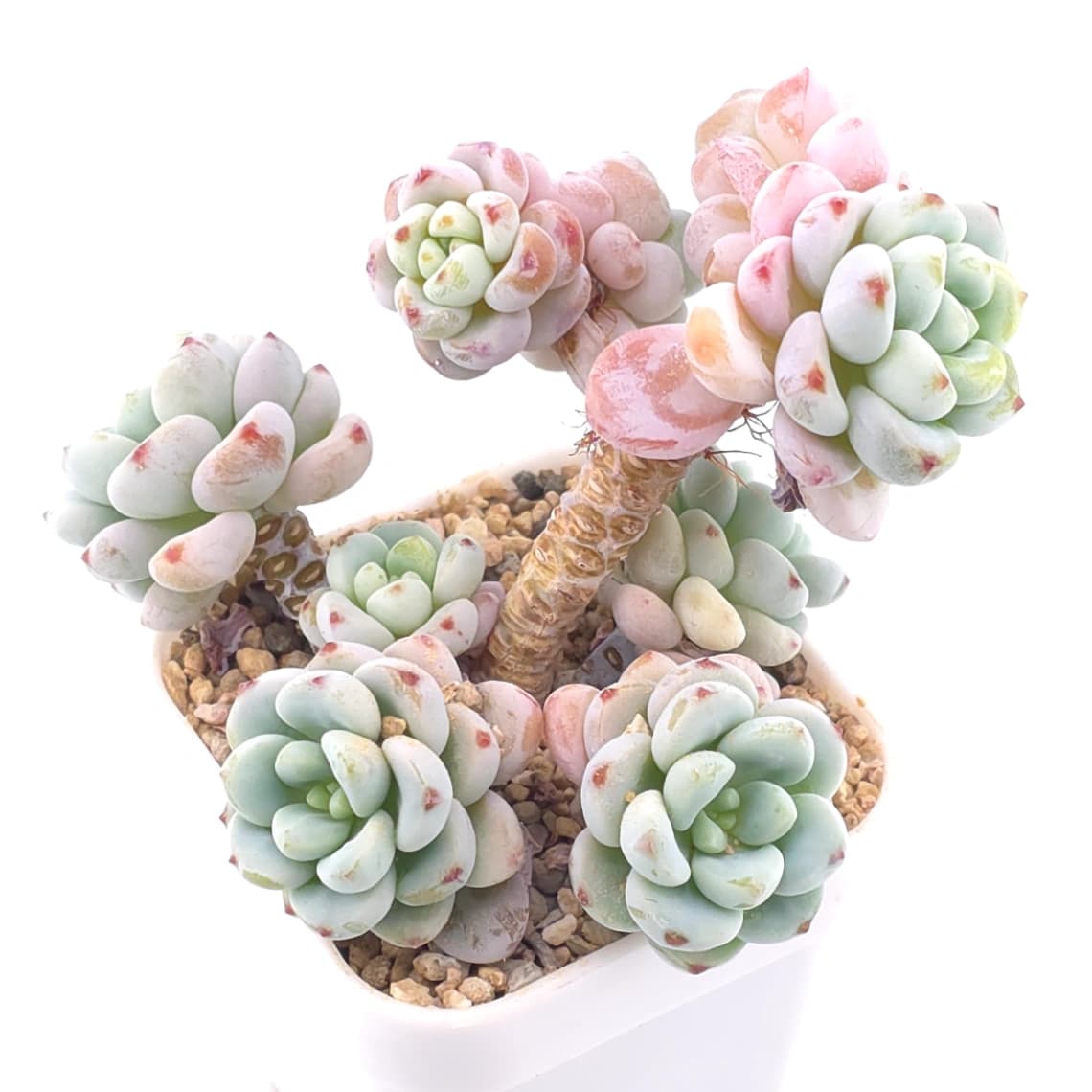 Sedum clavatum clsutering | ๅ็พ็พค