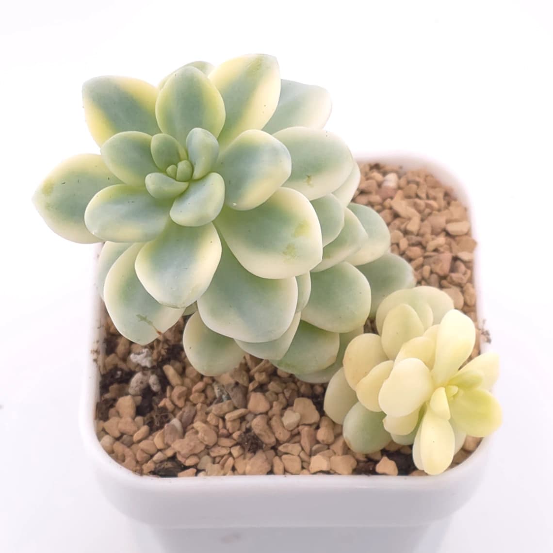 Sedum clavatum variegated | ๅ็พ้ฆ