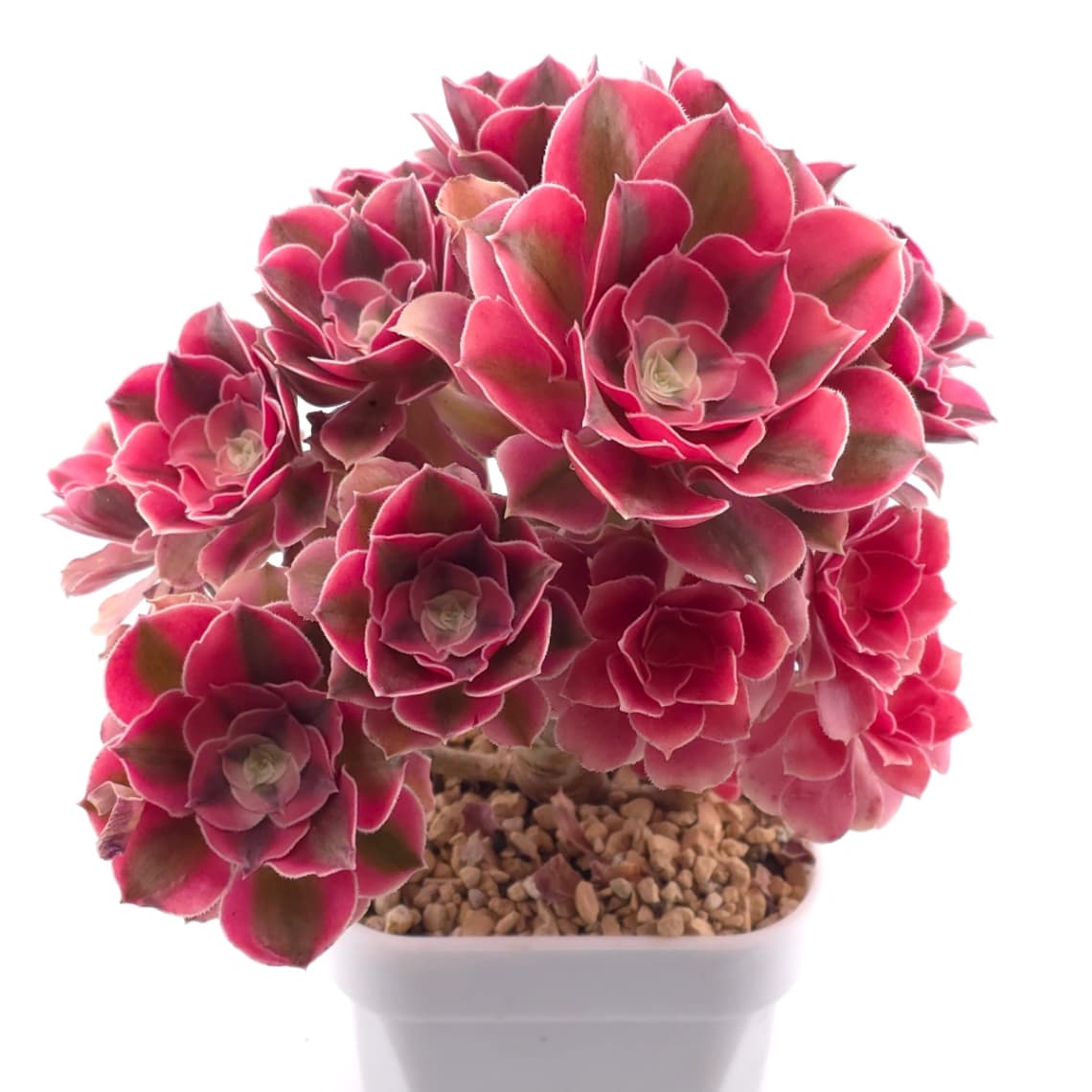 Aeonium ‘Pink Witch’ | 粉色女巫