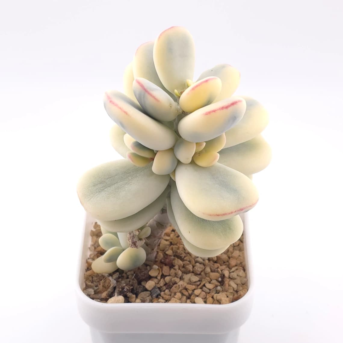 Cotyledon orbiculata cv. variegated (rounded leaf ver.) | 乒乓福娘錦
