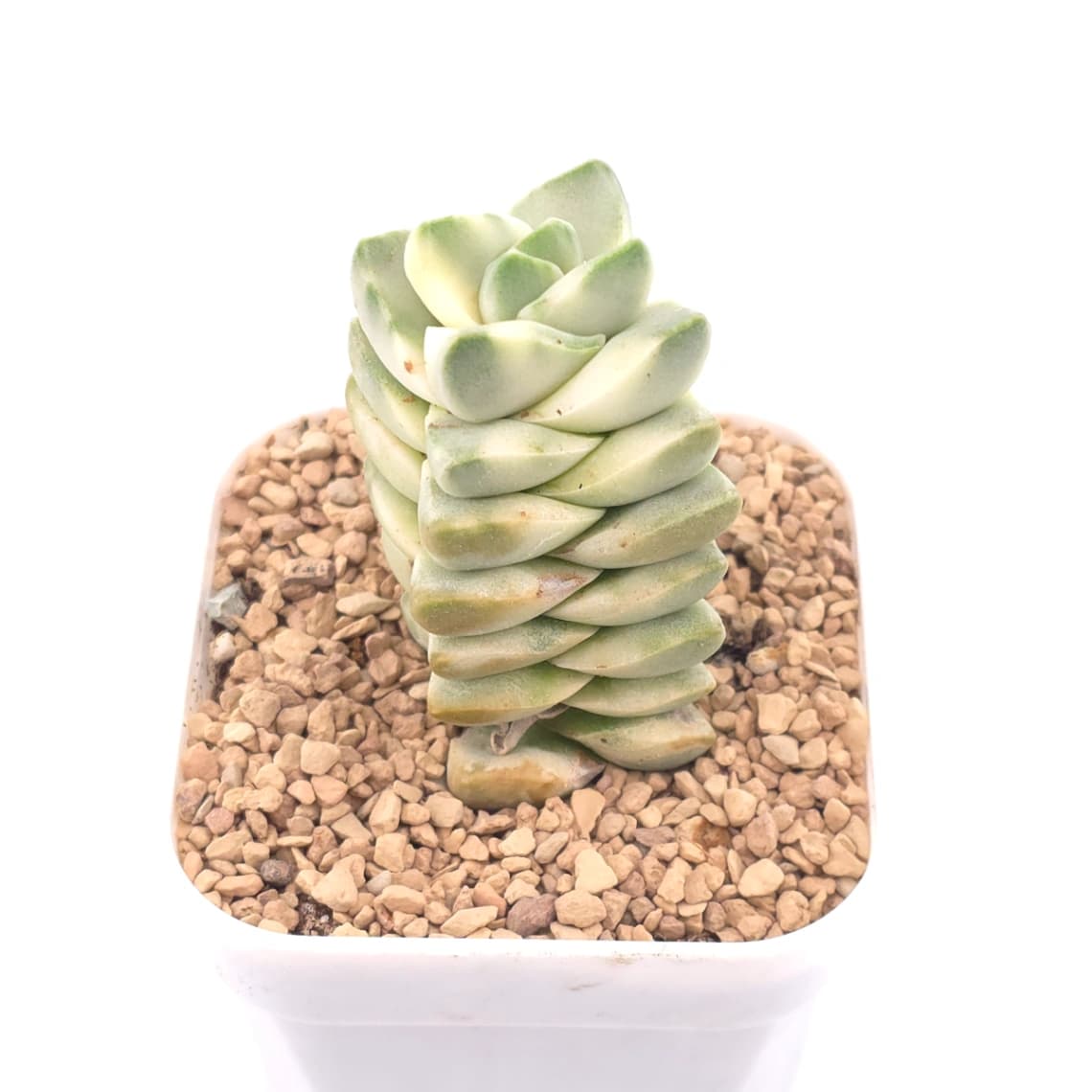 Crassula cv ‘ Moonglow’ variegated | 紀之川錦