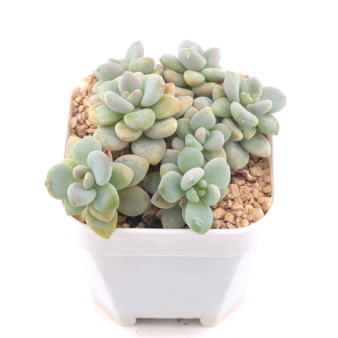 Graptosedum ‘Miul / Luo Goddess’ | 洛神
