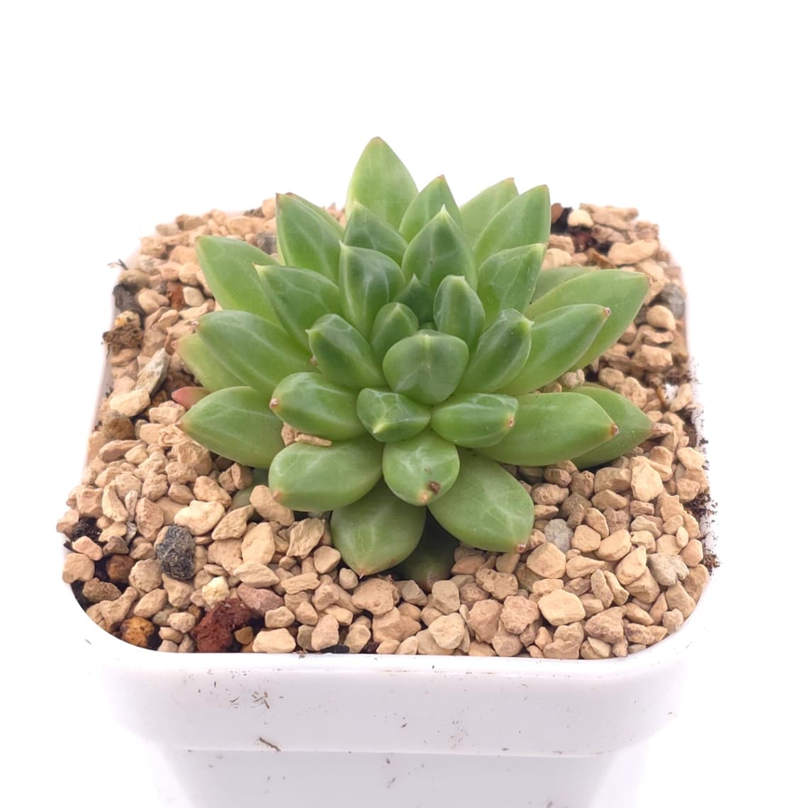 Pachyveria 'Dragonfly' | 蜻蜓