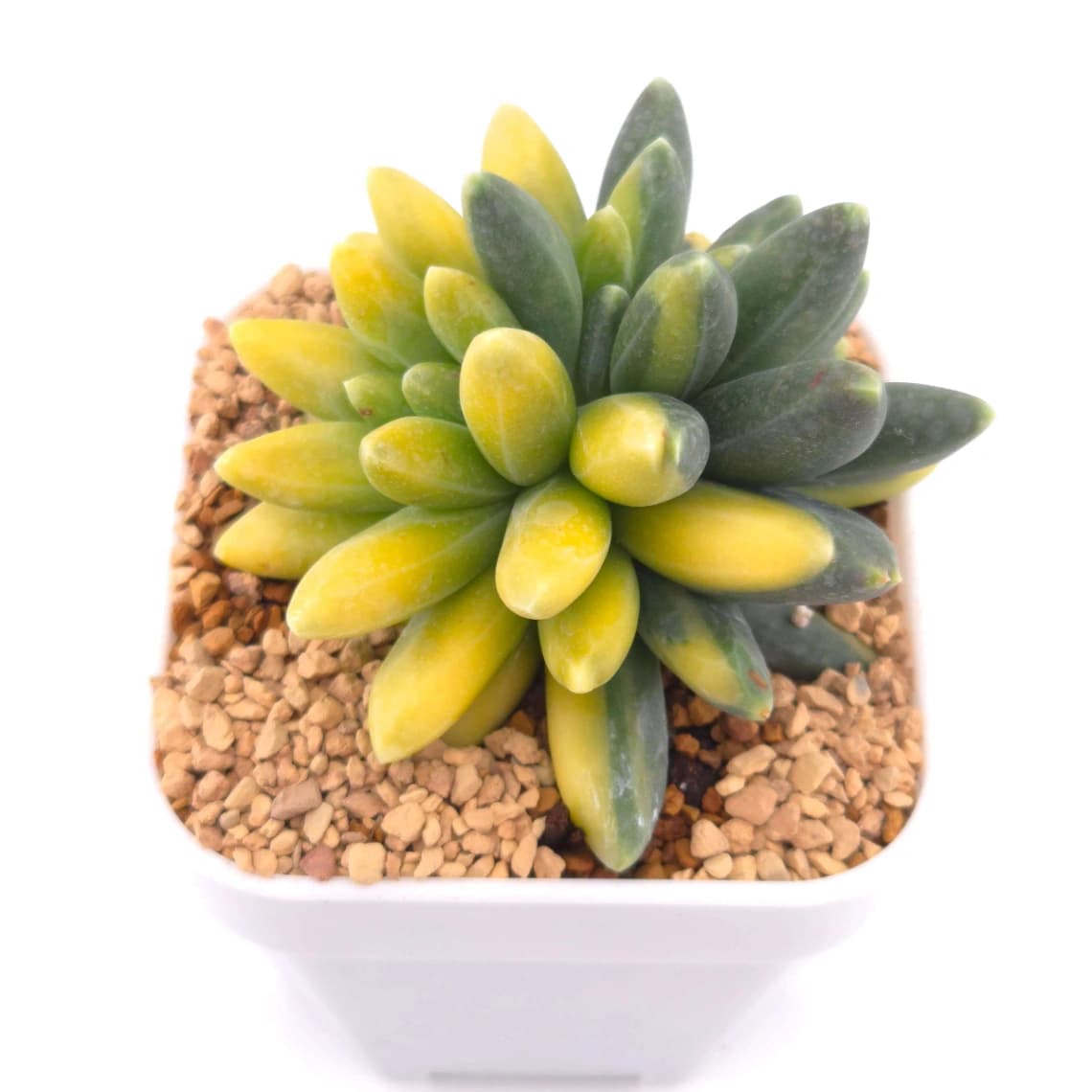 Pachyphytum compactum variegated | 千代田之松錦