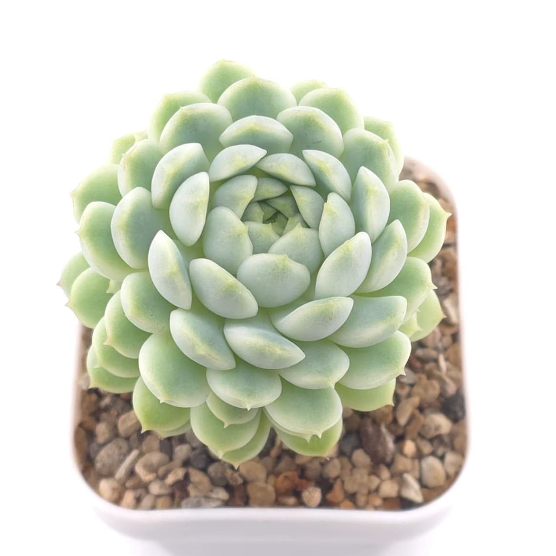 Echeveria ‘New Captain’ | 新船長