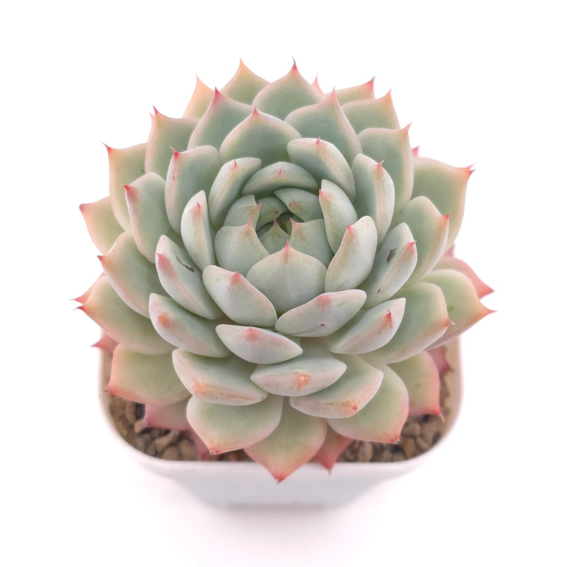 Echeveria ‘Tippy’ | 蒂比