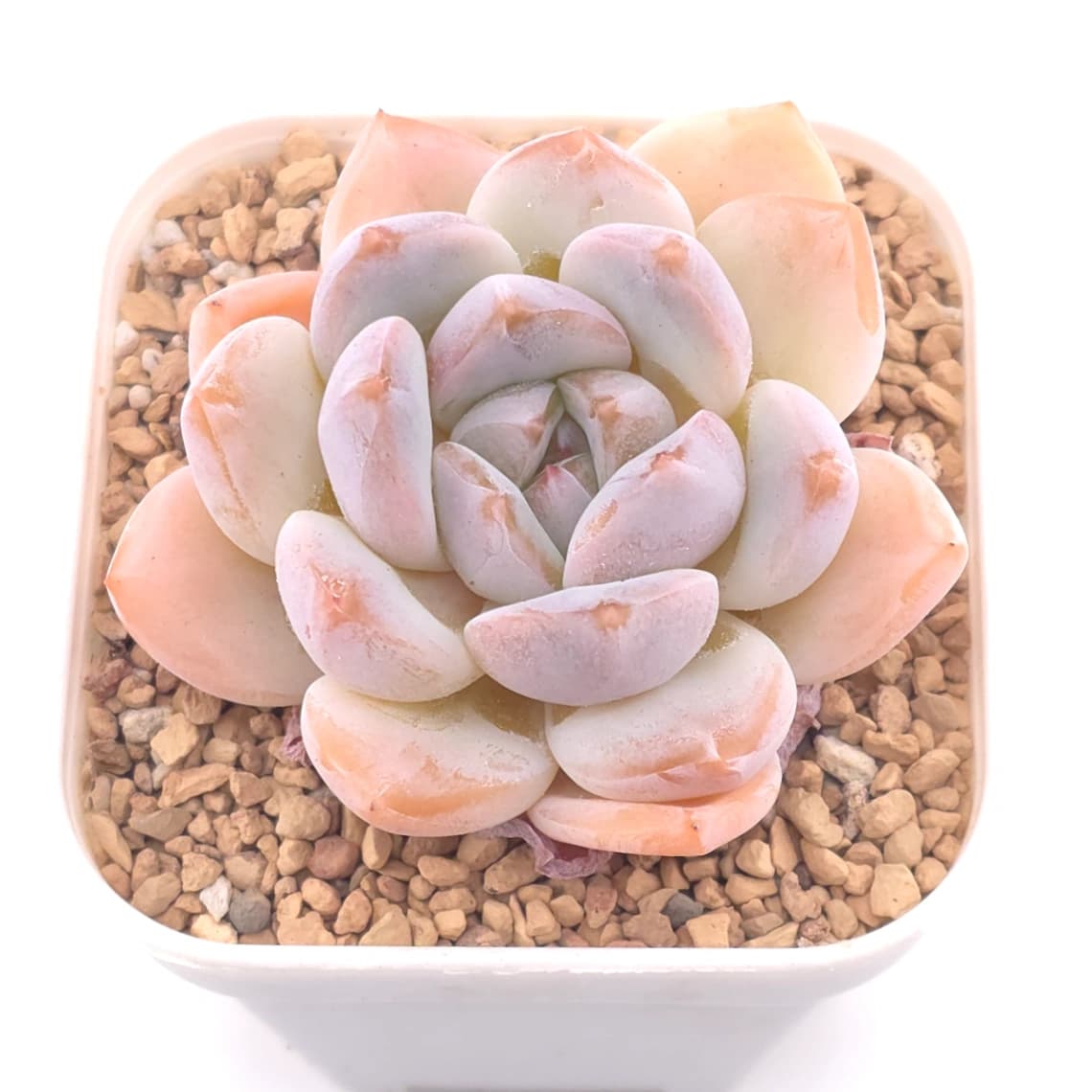 Pachyveria cv ‘Frevel’ | 弗雷費爾