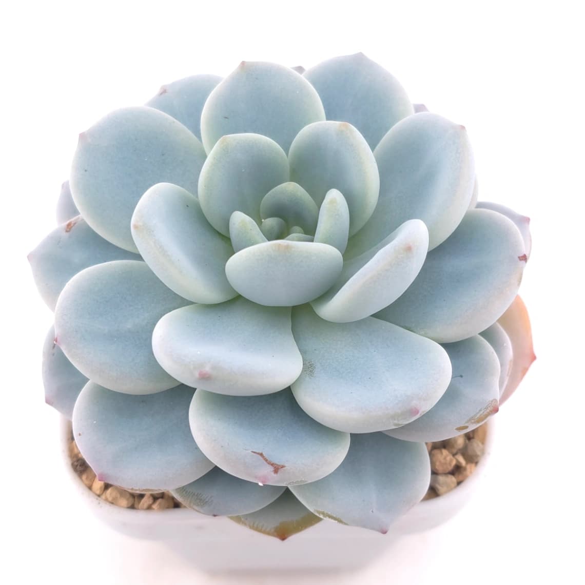Echeveria 'Snow Angel' | 雪天使