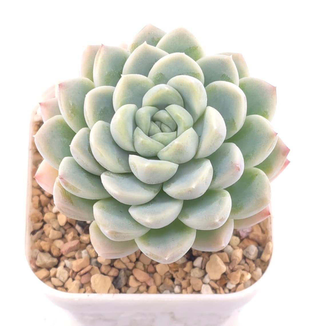 Echeveria spp. | 石蓮雜